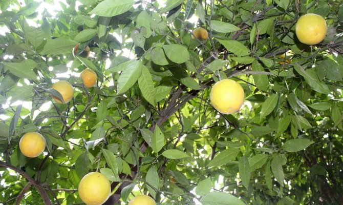 Bu ağacı görenler gözlerine inanamıyor