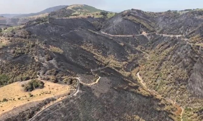 İzmir’in ormanlarında yürekleri sızlatan acı bilanço