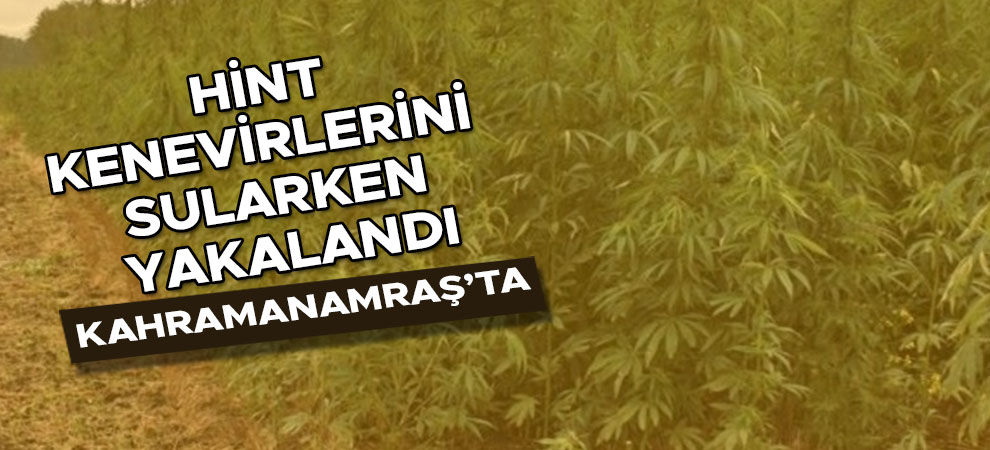 Kahramanmaraş'ta hint kenevirlerini sularken yakalandı