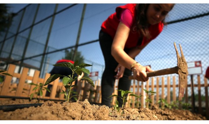 'Ata tohumu'nda tanıtım zamanı