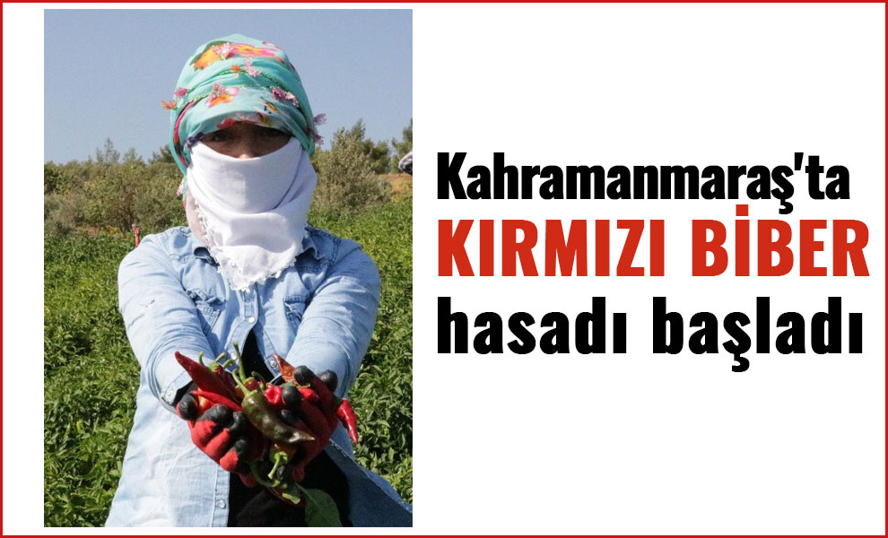 Kahramanmaraş'ta kırmızı biber hasadı başladı