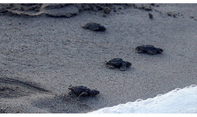 Kum tepeleriyle ünlü Patara carettaların da yuvası