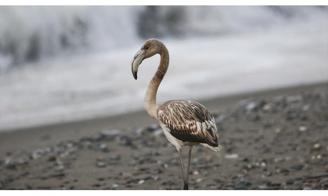 Kastamonu'da sahilde görülen flamingo ilgi odağı oldu