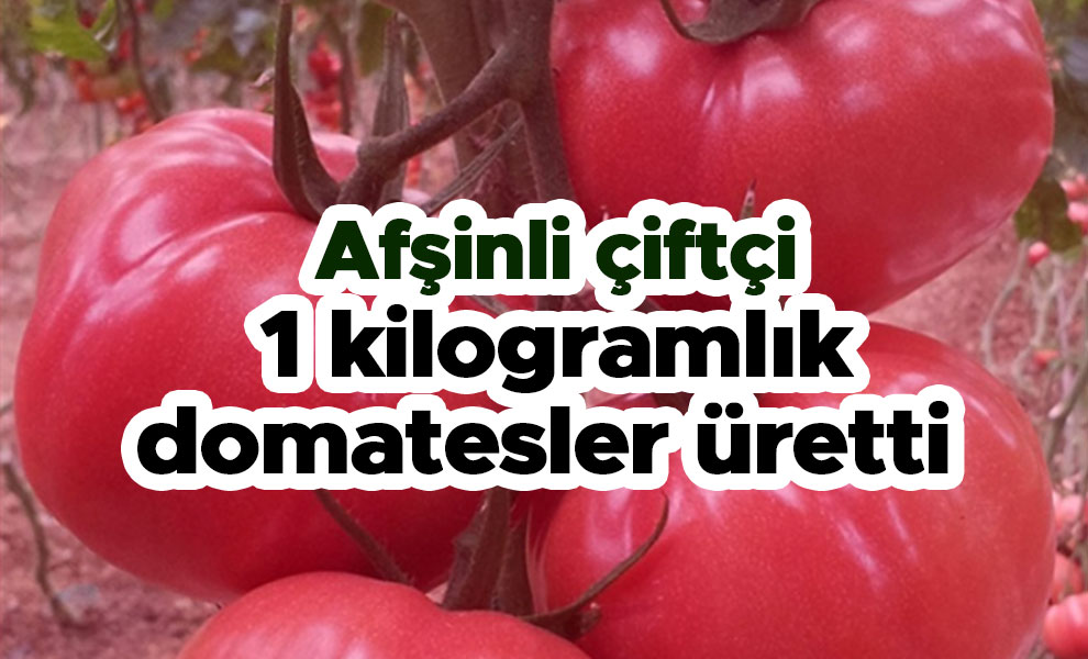 Afşinli çiftçi 1 kilogramlık domatesler üretti