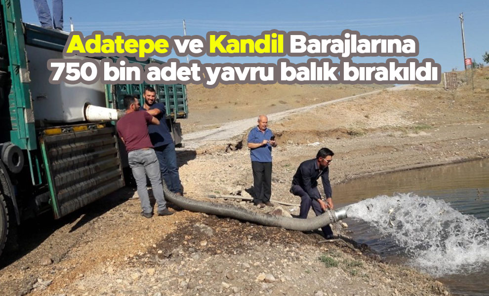 Adatepe ve Kandil Barajlarına 750 bin adet yavru balık bırakıldı