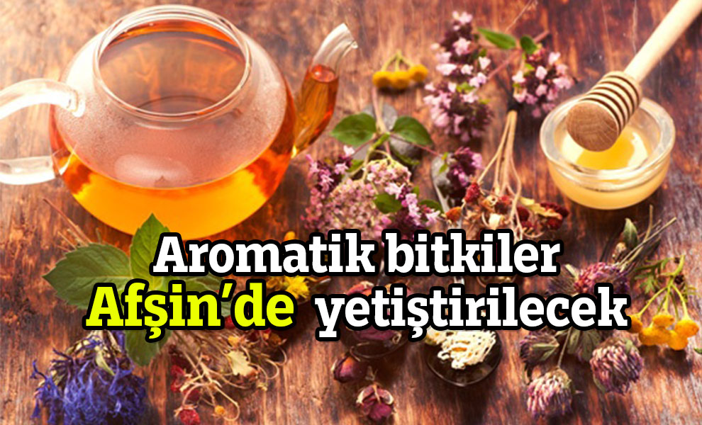 Aromatik bitkiler Afşin’de yetiştirilecek