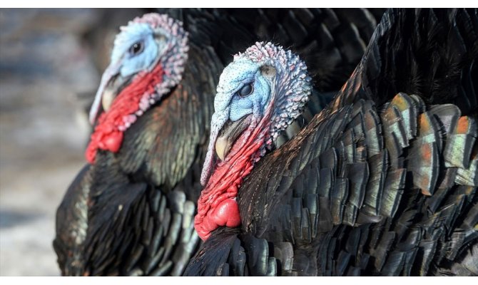 Yargıtay 'hindi'yi küçükbaş hayvan saymadı