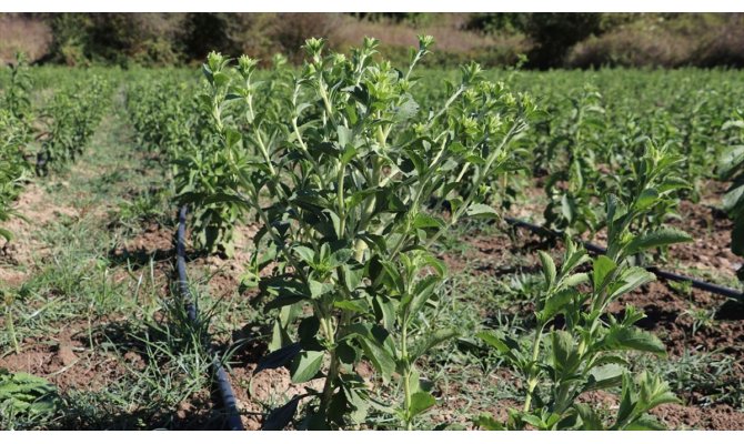 Stevia bitkisi yeni gelir kapısı olacak