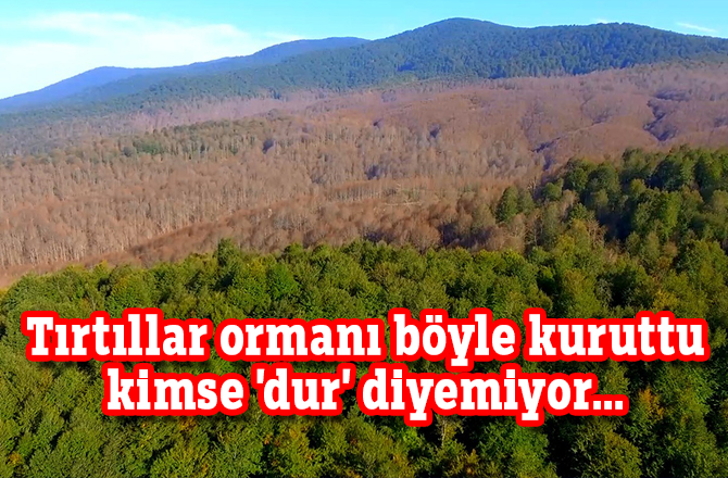 Tırtıllar ormanı böyle kuruttu kimse 'dur' diyemiyor...