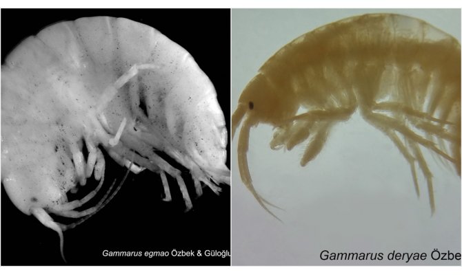 Türk bilim insanları iki yeni canlı türü keşfetti