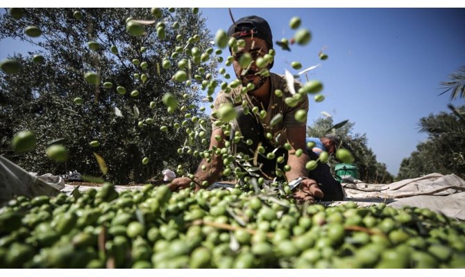 Gazze'de zeytin hasadı başladı