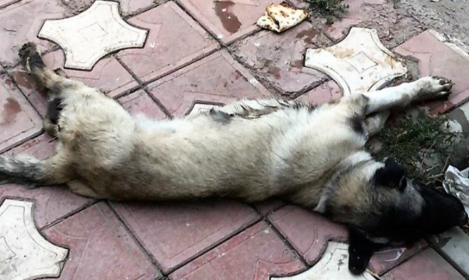 Vicdansız adam Köpeğe çarpıp kaçtı