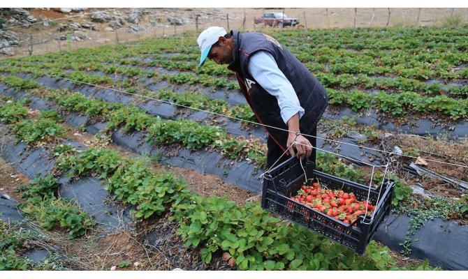 Zedelemeden çilek toplamak için sistem geliştirdi