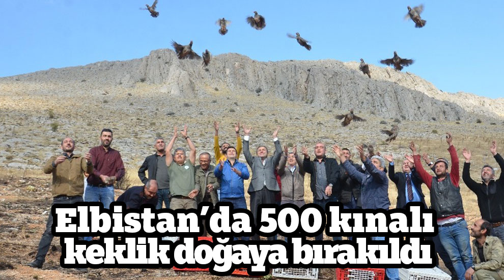 Elbistan’da 500 kınalı keklik doğaya bırakıldı