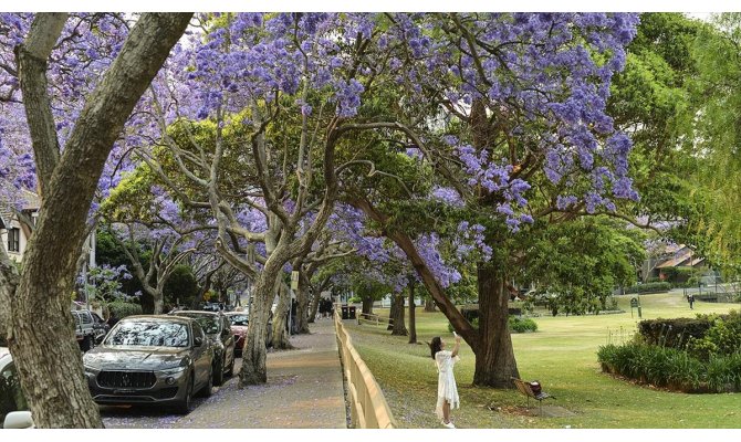 Sydney’i süsleyen mor güzellik: Jakaranda ağaçları