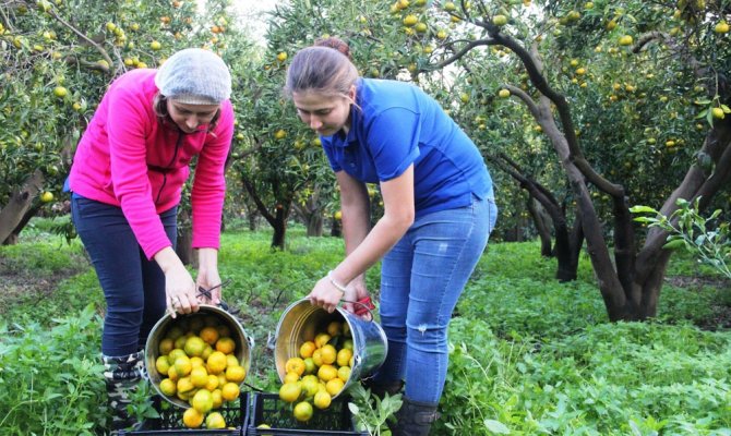 Bodrum’da mandalina hasadı başladı