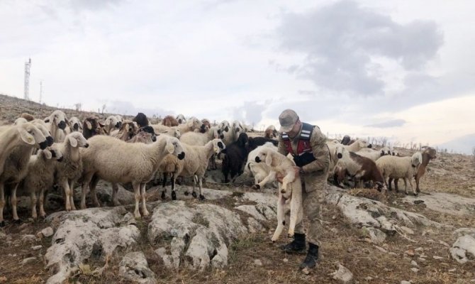 Kaybolan 70 küçükbaş hayvanı jandarma buldu