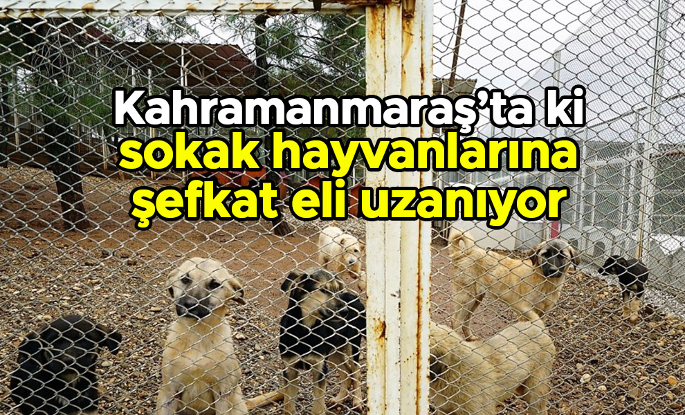 Kahramanmaraş’ta ki sokak hayvanlarına şefkat eli uzanıyor