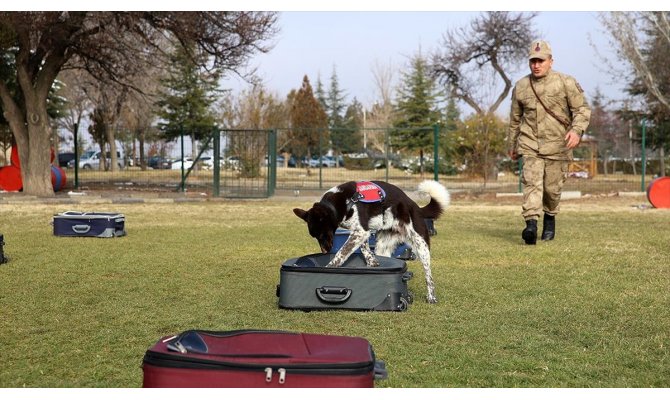 Yerli ırk köpekler Nevşehir'deki JAKEM'de eğitiliyor