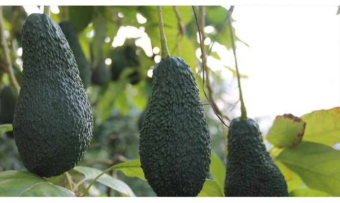 Tropikal meyveler üreticinin yüzünü güldürdü