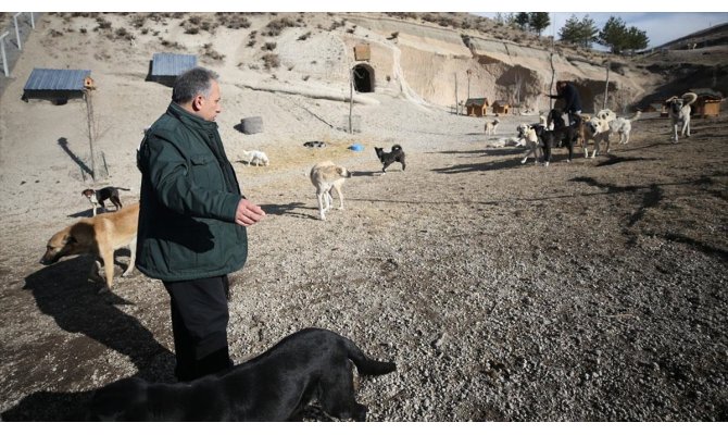 Hasta ve sahipsiz köpeklere kayadan oyma mağarada 'yuva' konforu