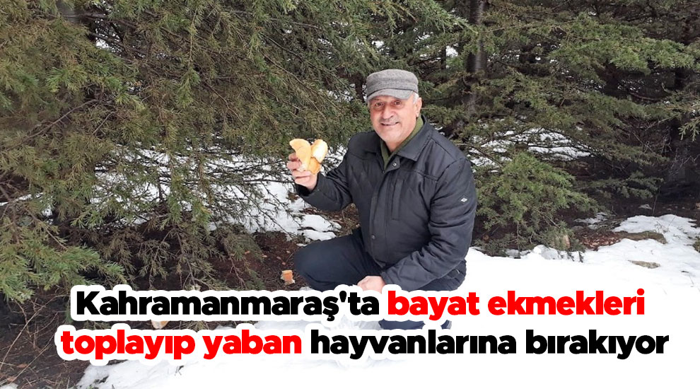 Kahramanmaraş'ta bayat ekmekleri toplayıp yaban hayvanlarına bırakıyor