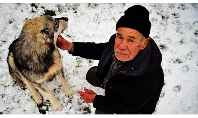 Sahipsiz köpeklere şefkatle bakıyor