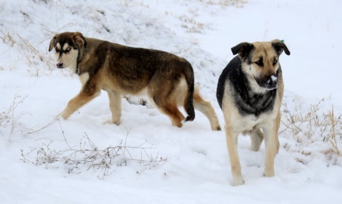 Bu da Van köpeği