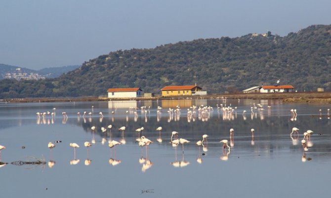 Flamingolar Bodrum’a akın etti