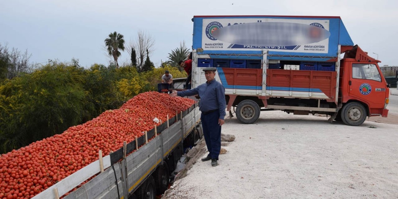 Fiyatı 50 kuruşa düşen domates üreticinin elinde kaldı