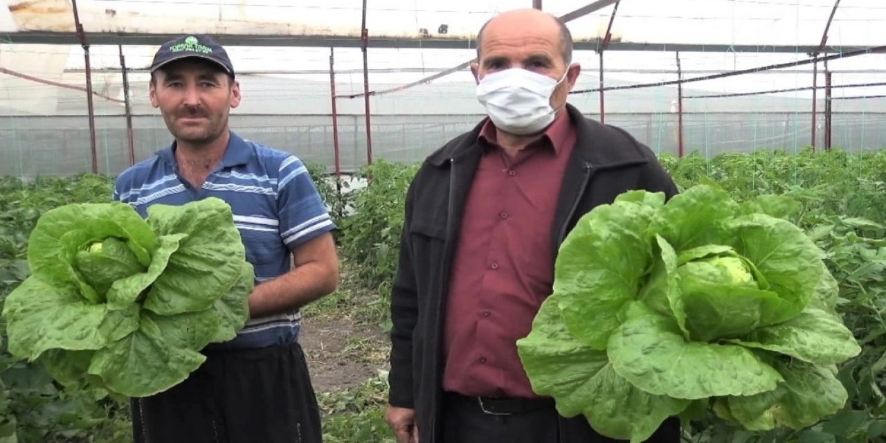 Kahramanmaraş'ta Marul ve salatalık çiftçinin yüzünü güldürdü