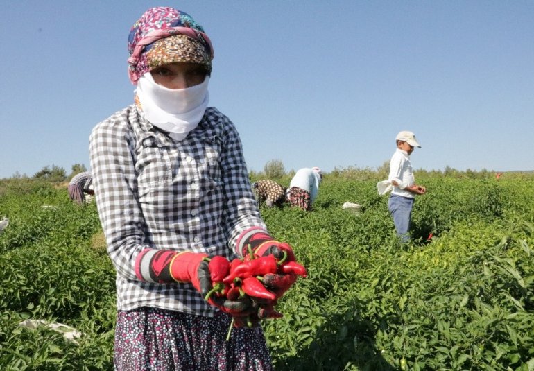 Biber rekoltesi 30 bin ton olacak,dünyaca ünlü maraş biberi tarlada toplanmaya başladı