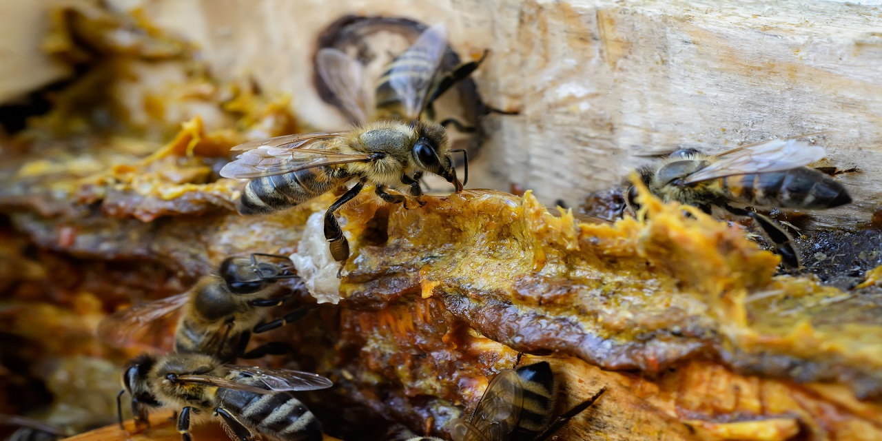 Piyasadaki her Propolis yüksek etken maddeye sahip değil!