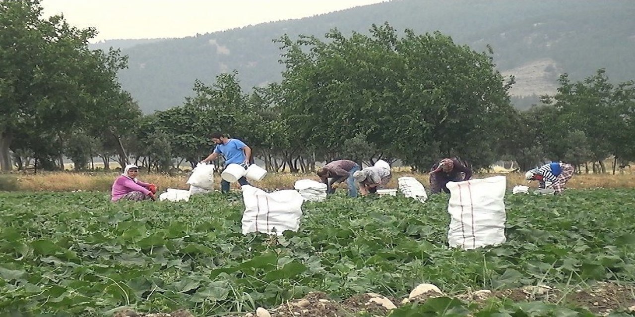 Kahramanmaraş’ta 200 bin ton salatalık üretiliyor