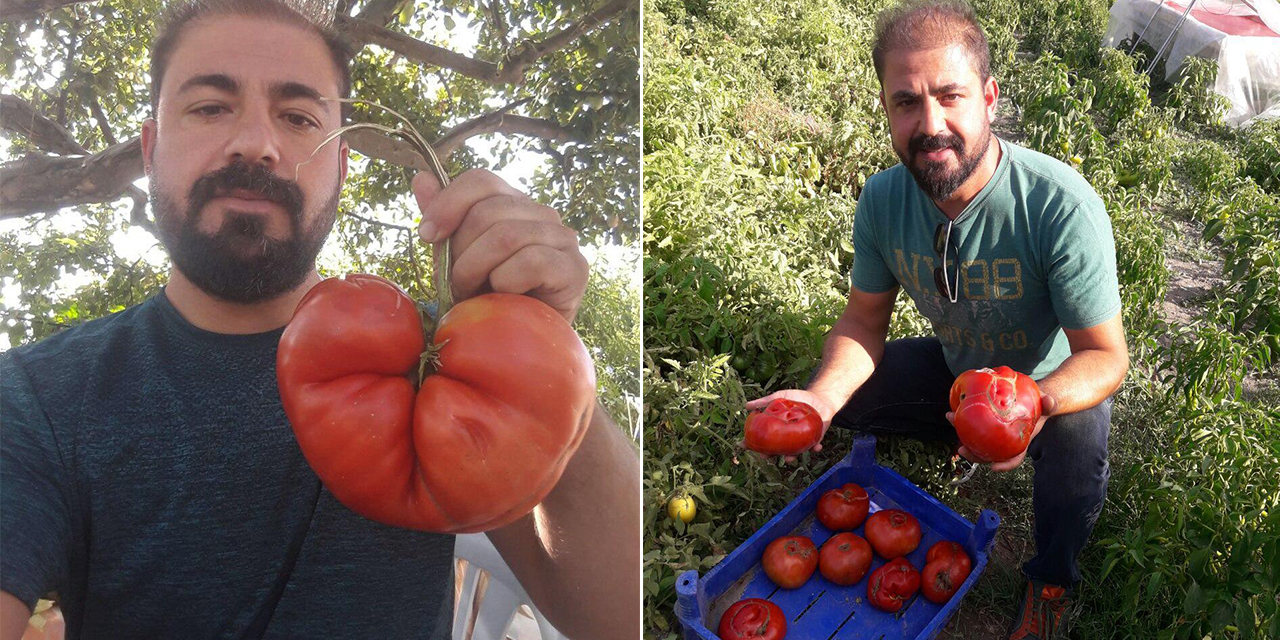 Kahramanmaraş’ta yetiştirdiği domatesleri gören şaşkına dönüyor