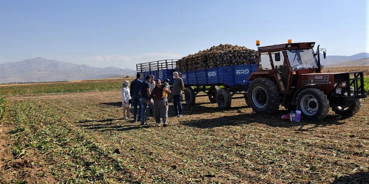 Kahramanmaraş’ta şekerpancarı sökümü başladı