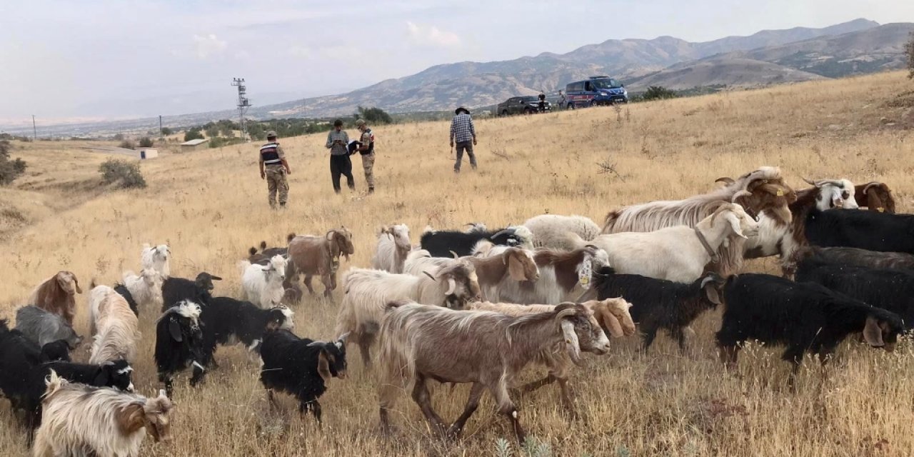 Elazığ’da firar eden hayvanlar, 7 kilometre uzakta drone ile bulundu