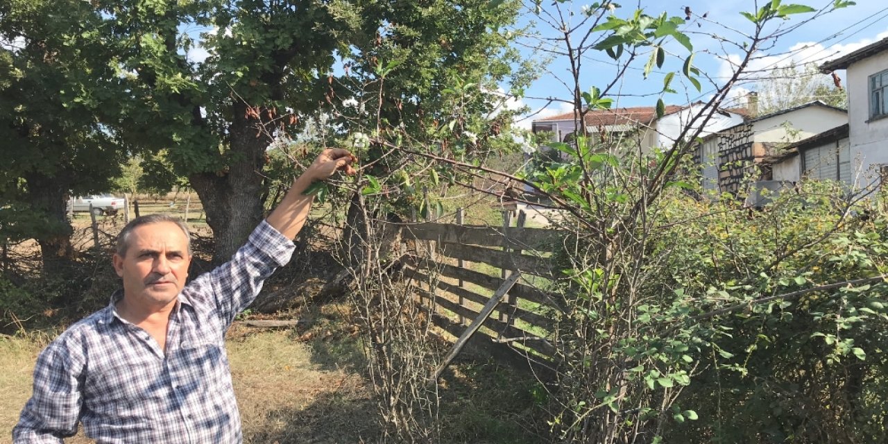 Vişne ağacı çiçek açtı: Görenler şaşkınlığını gizleyemedi