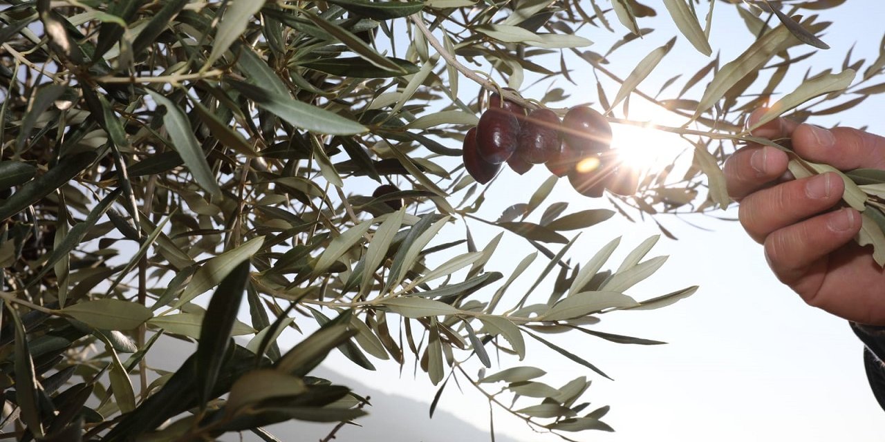 Yabani zeytin ağaçları ekonomiye kazandırılıyor