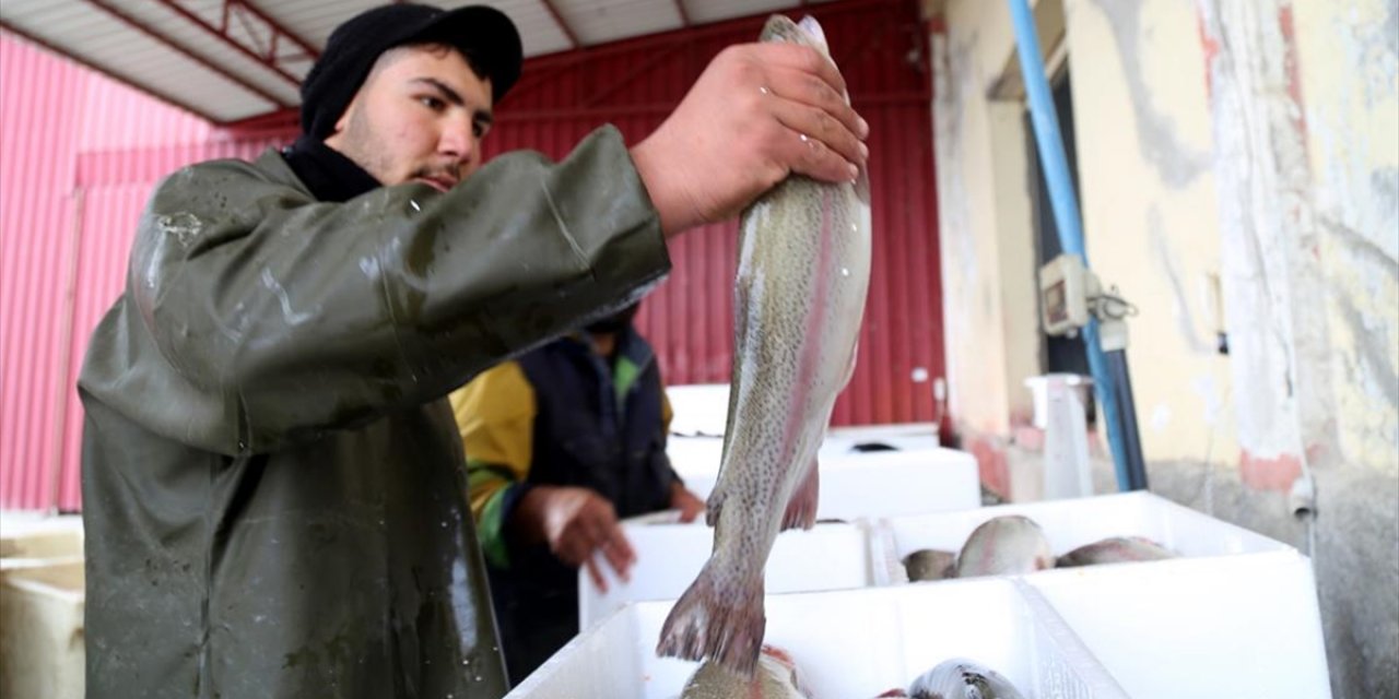 Tarım kentinden Avrupa'ya alabalık ihracatı