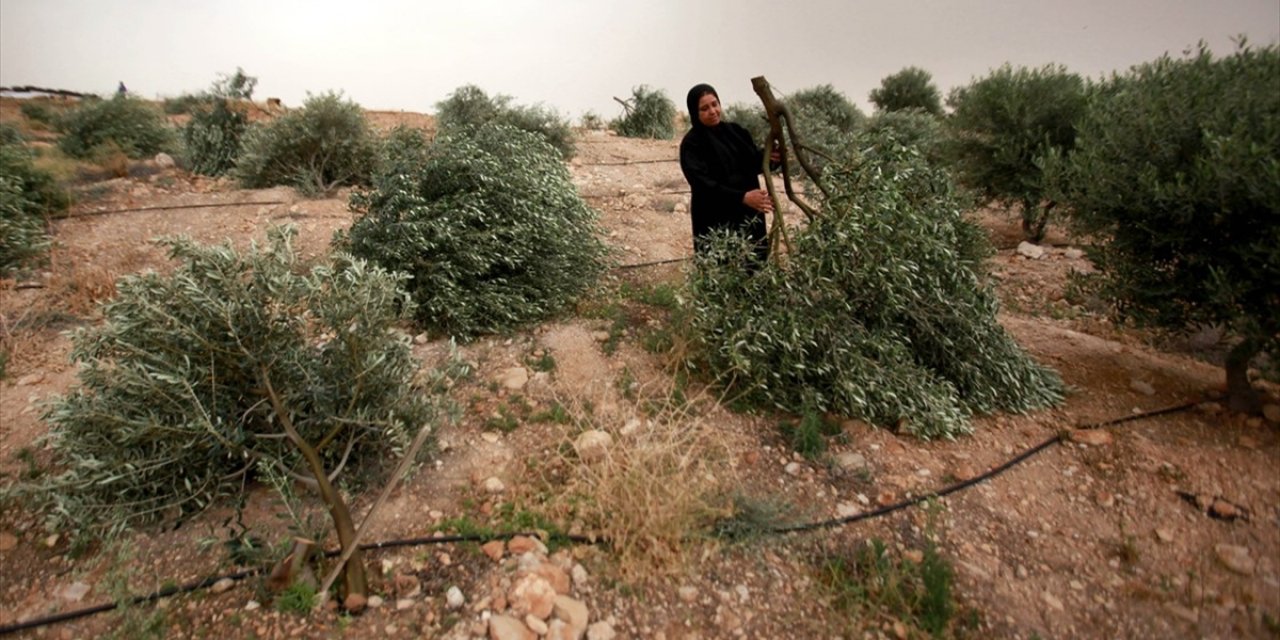 İsrail askerleri Batı Şeria’da Filistinlilere ait 2 bin zeytin ağacını söktü