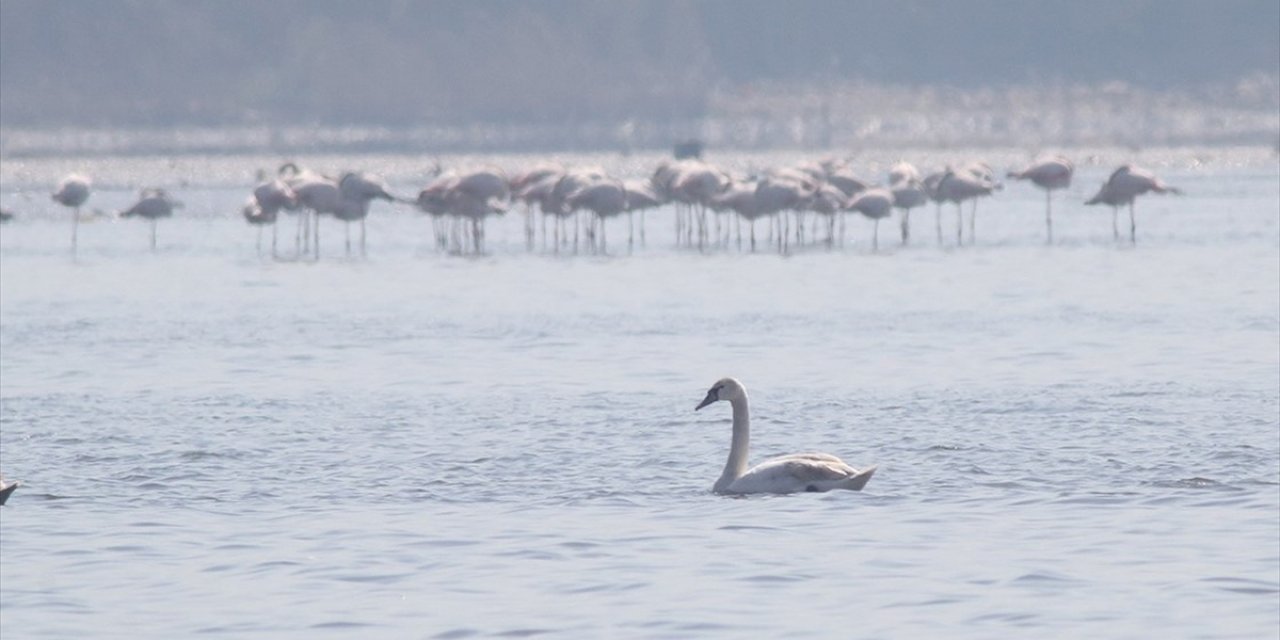 İzmit Körfezi flamingo ve kuğularla şenlendi