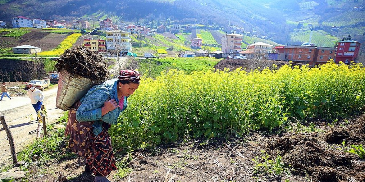 Doğu Karadeniz'de çiftçiler, ilkbaharın gelmesiyle tarlalarında temizliğe başladı