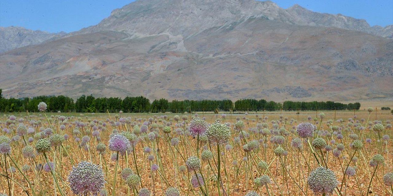 Tunceli'de 2 bin rakımda yetişen 'dağ sarımsağı' kadınların iş kapısı oldu