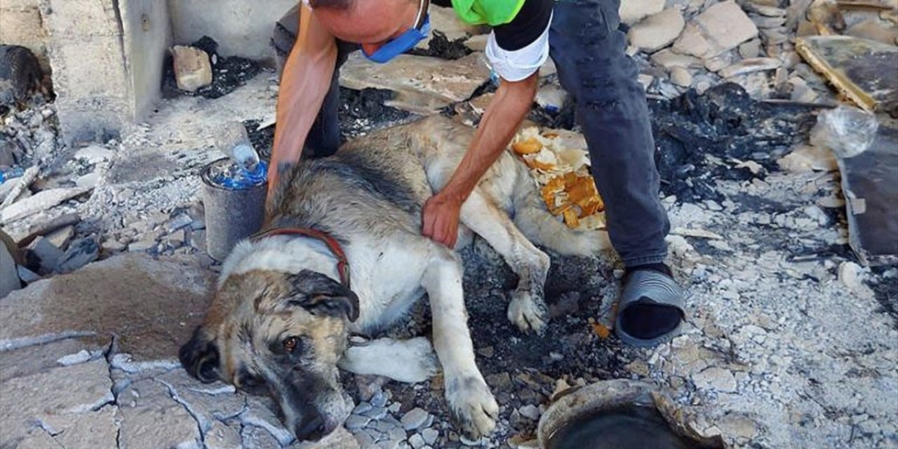 Manavgat'taki orman yangınından yaralı kurtulan 'Şanslı'ya şefkat eli