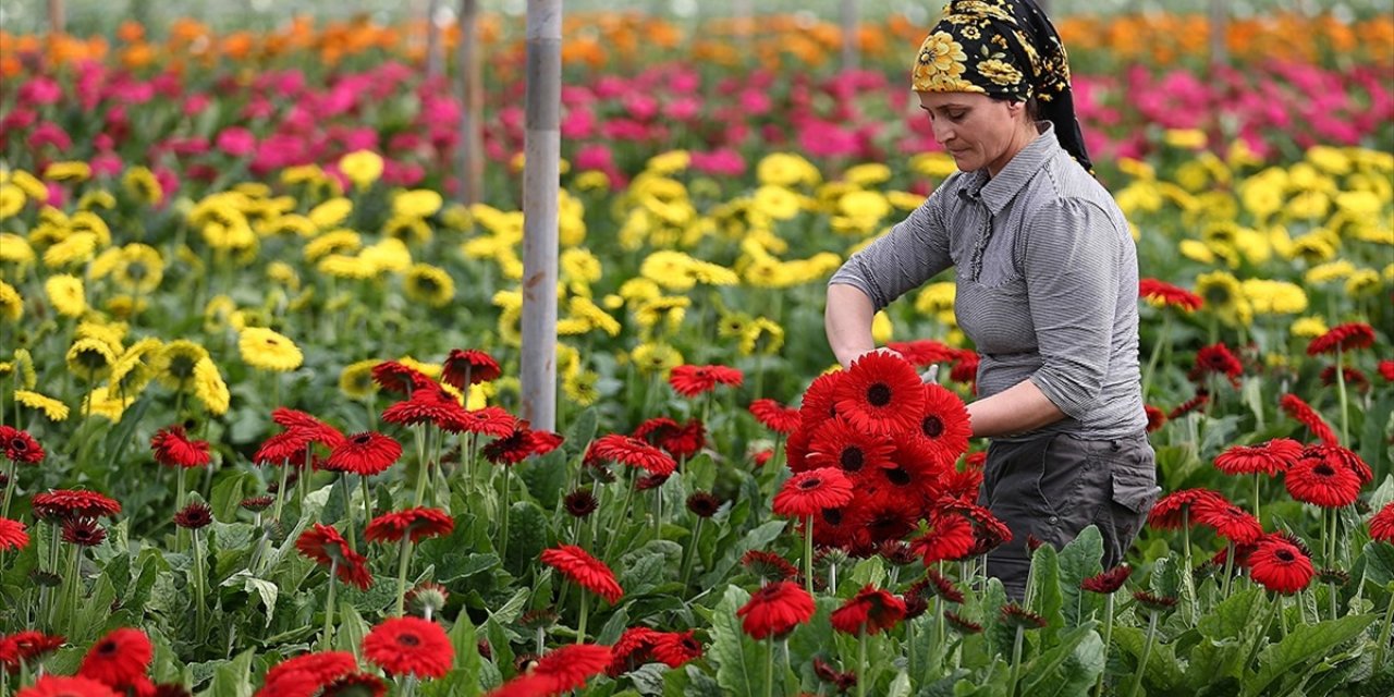 Türkiye'nin tarım ihracatı bu yıl aylık bazda 2 milyar doların altına düşmedi