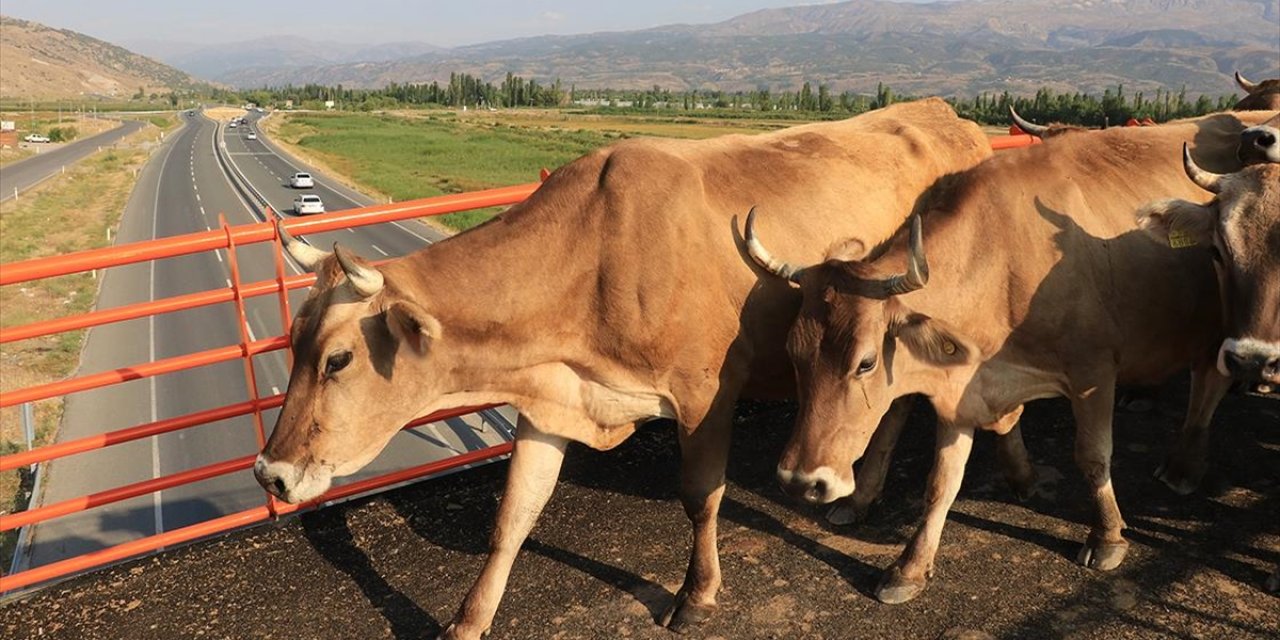 'Ekolojik Üst Geçit' çiftçilerin ve hayvanların güvenli geçiş rotası oldu