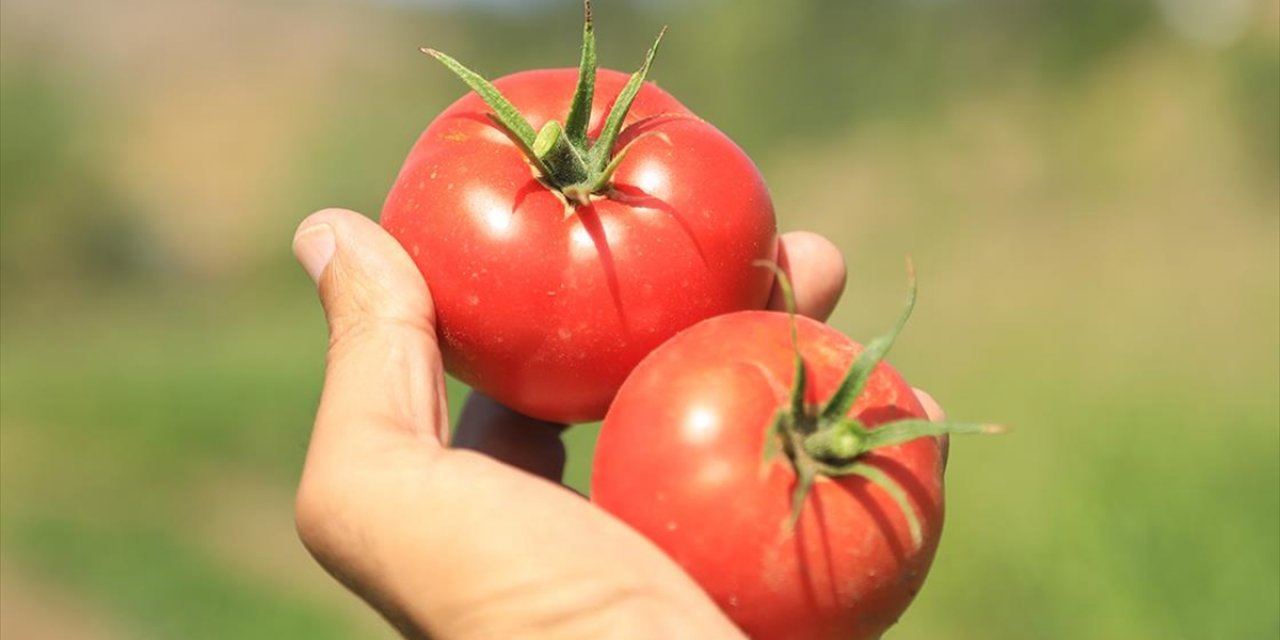 Bir avuç ata tohumuyla asırlık domates 'Guldar'ı yeniden yeşertti