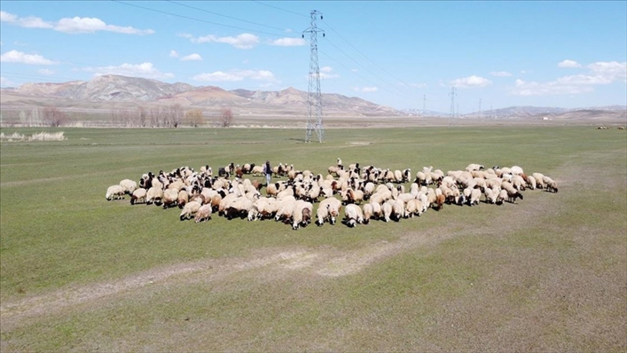 Sözleşmeli besicilikte destekleme ödemeleri belli oldu!