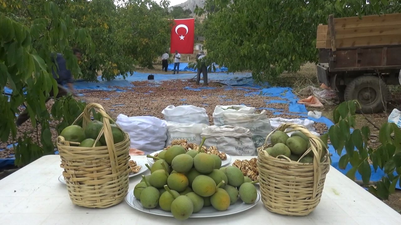 Kahramanmaraş’ta ceviz bereketi! 80 bin ton rekolte bekleniyor